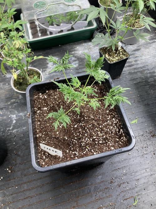 Frosty’s Purple Freak (Khalifa). Week 6