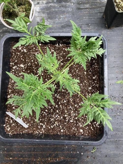 Frosty’s Purple Freak (Khalifa). Week 6