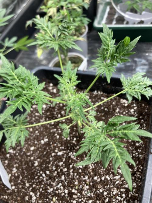 Frosty’s Purple Freak (Khalifa). Week 6