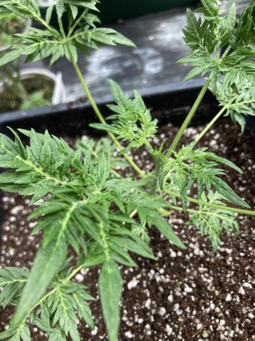 Frosty’s Purple Freak (Khalifa). Week 6