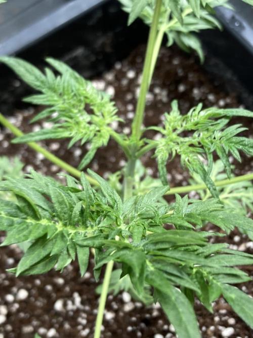 Frosty’s Purple Freak (Khalifa). Week 6