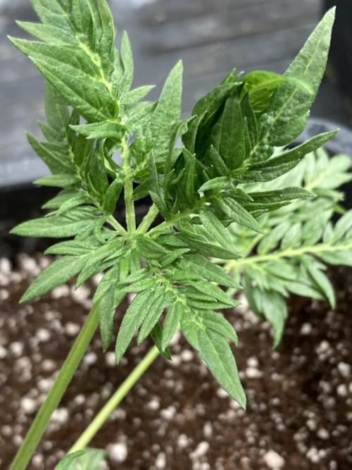 Frosty’s Purple Freak (Khalifa). Week 6