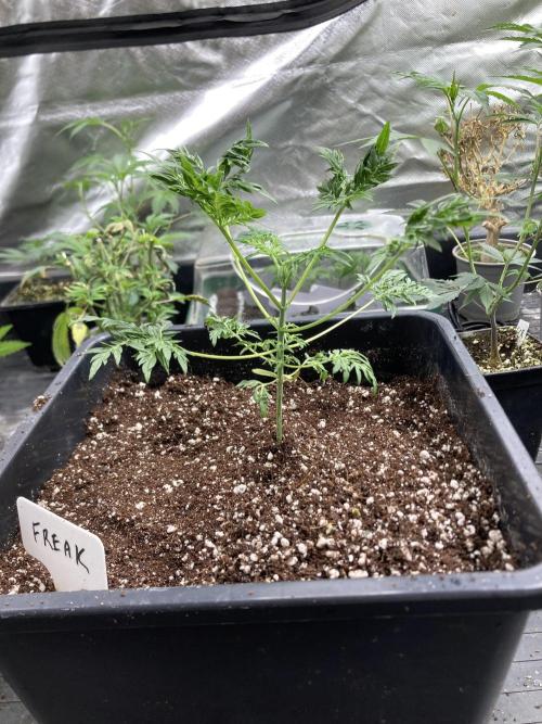 Frosty’s Purple Freak (Khalifa). Week 6