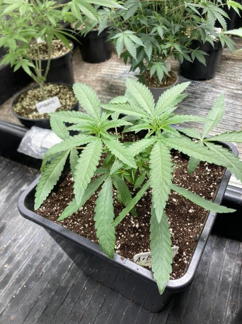 Apples & Bananas x Zoda (Umami Seed Co). Week 6
