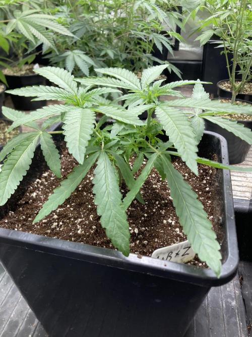 Apples & Bananas x Zoda (Umami Seed Co). Week 6