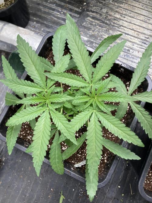 Apples & Bananas x Zoda (Umami Seed Co). Week 6