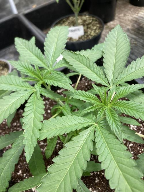Apples & Bananas x Zoda (Umami Seed Co). Week 6