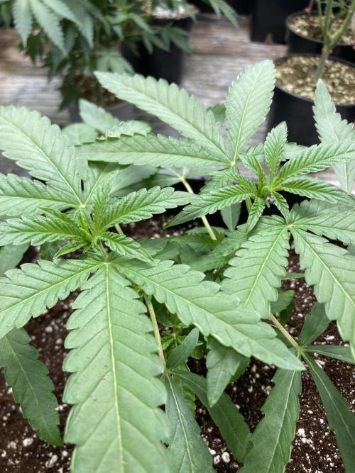 Apples & Bananas x Zoda (Umami Seed Co). Week 6
