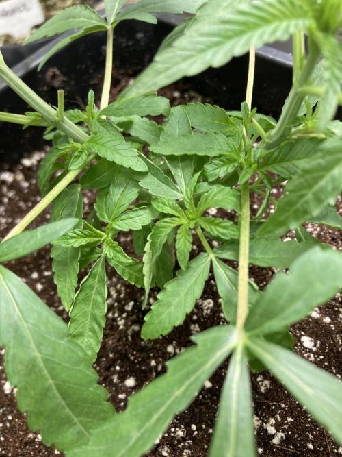 Apples & Bananas x Zoda (Umami Seed Co). Week 6