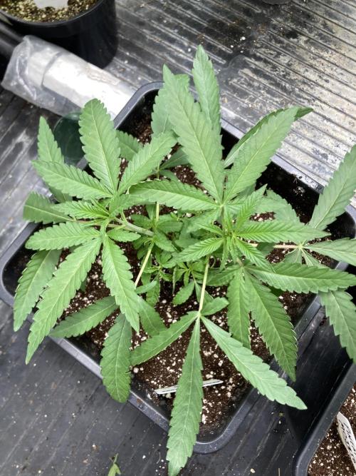 Apples & Bananas x Zoda (Umami Seed Co). Week 6