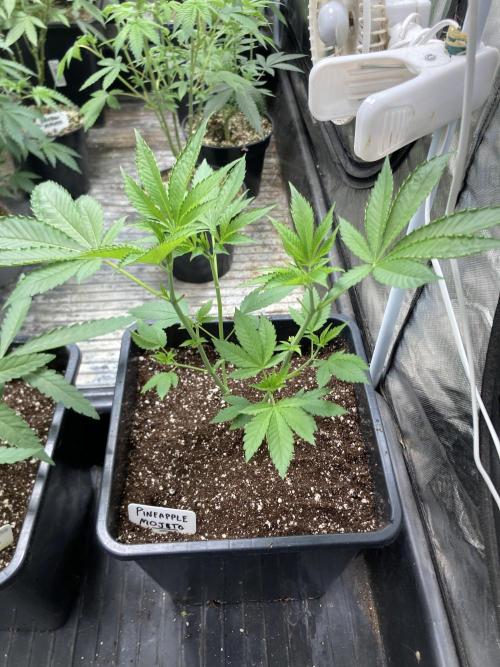Pineapple Mojito S1. Week 6