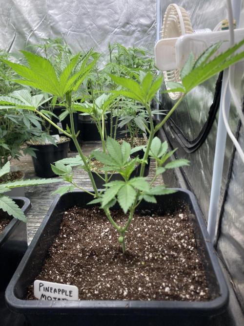 Pineapple Mojito S1. Week 6