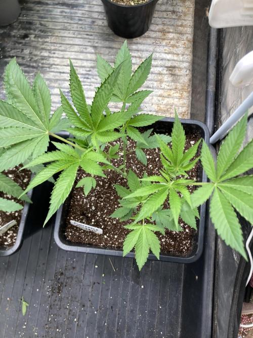 Pineapple Mojito S1. Week 6