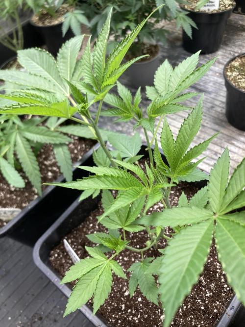 Pineapple Mojito S1. Week 6