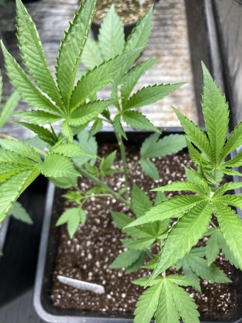 Pineapple Mojito S1. Week 6