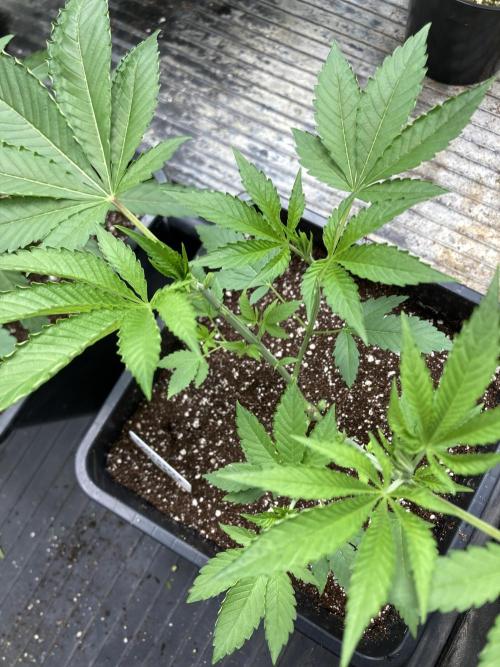 Pineapple Mojito S1. Week 6