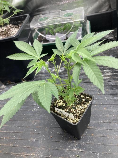 Black Rainbow (LIT Farms). Week 9
