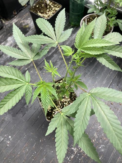 Black Rainbow (LIT Farms). Week 9