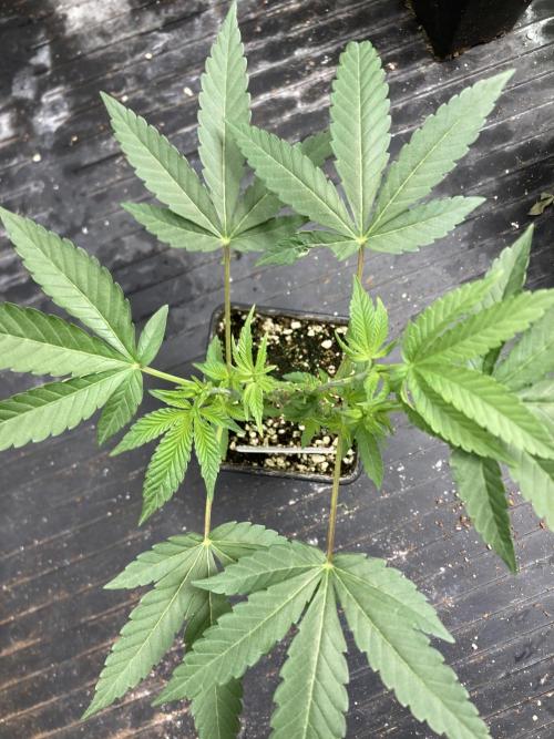 Black Rainbow (LIT Farms). Week 9