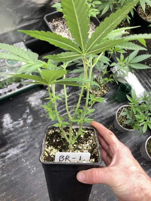 Black Rainbow (LIT Farms). Week 9