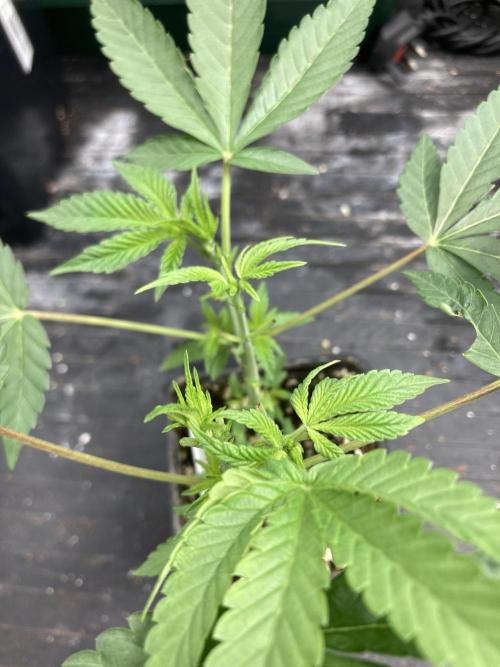 Black Rainbow (LIT Farms). Week 9