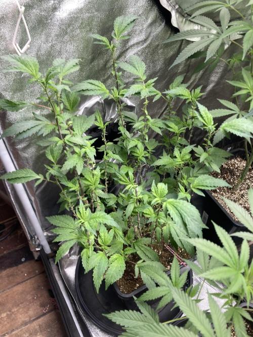 Chrome Dome Clone (Compound Genetics). Week 2