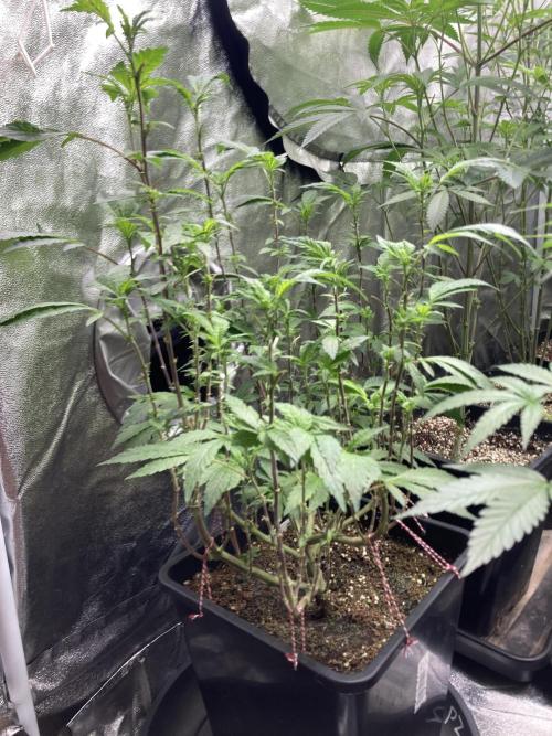 Chrome Dome Clone (Compound Genetics). Week 2