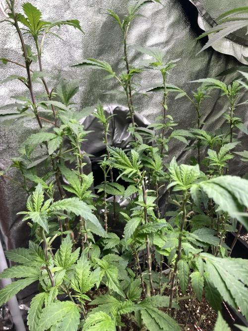 Chrome Dome Clone (Compound Genetics). Week 2