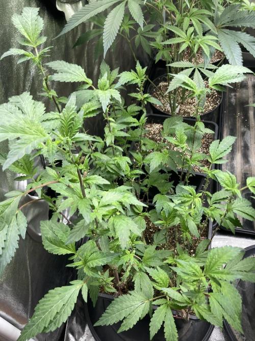 Chrome Dome Clone (Compound Genetics). Week 2