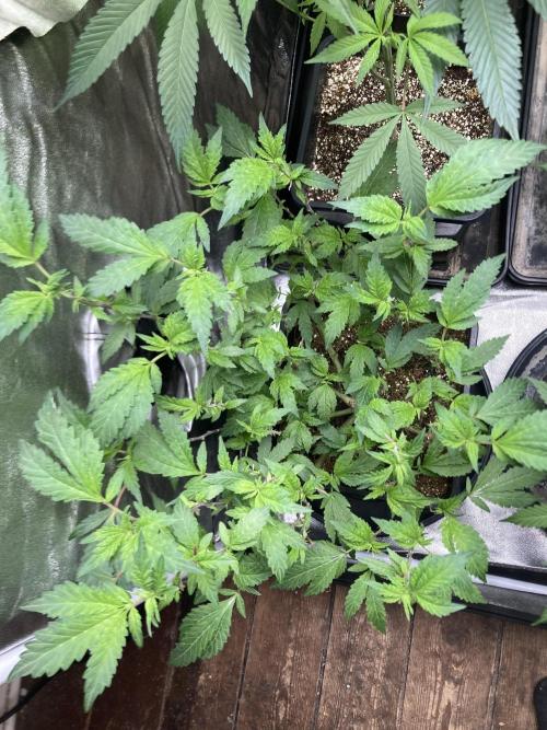 Chrome Dome Clone (Compound Genetics). Week 2