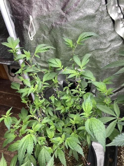 Chrome Dome Clone (Compound Genetics). Week 2