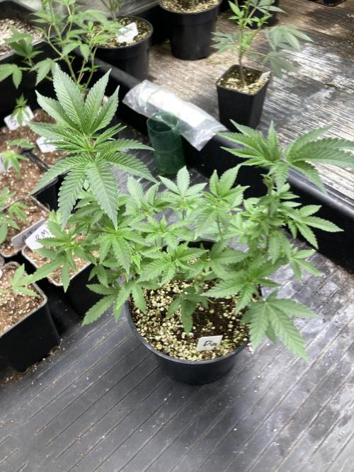 Do-lato V2 (In House Genetics). Week 10