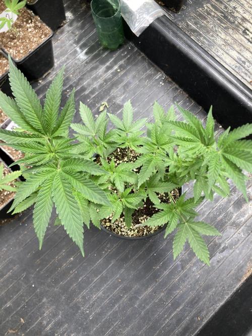 Do-lato V2 (In House Genetics). Week 10
