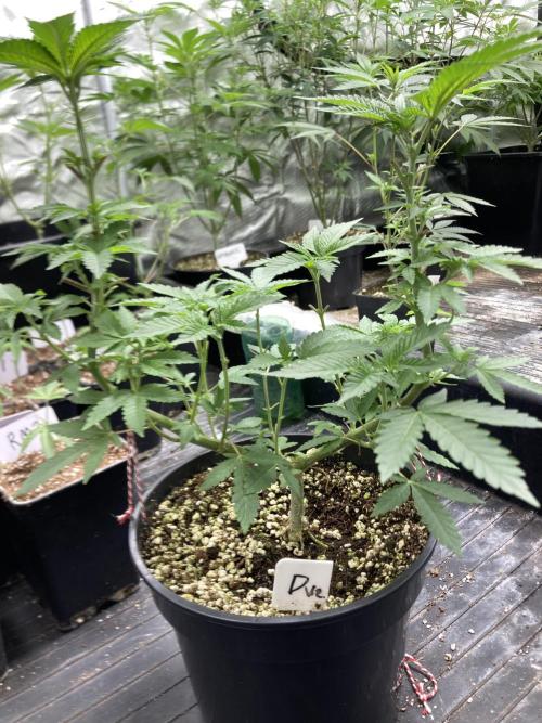 Do-lato V2 (In House Genetics). Week 10
