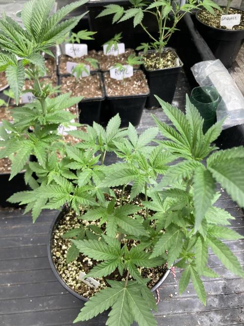 TSW2000 Full Spectrum 300W LED. Week 10