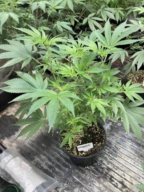 GasQuake (In House Genetics). Week 10