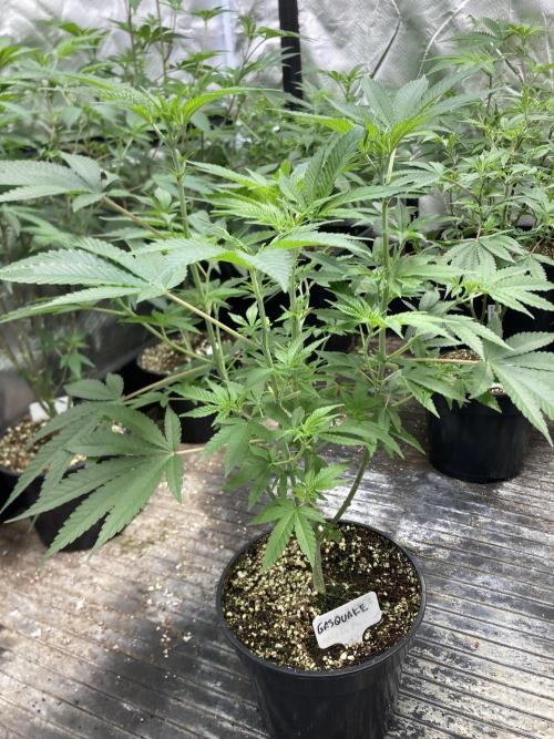 GasQuake (In House Genetics). Week 10