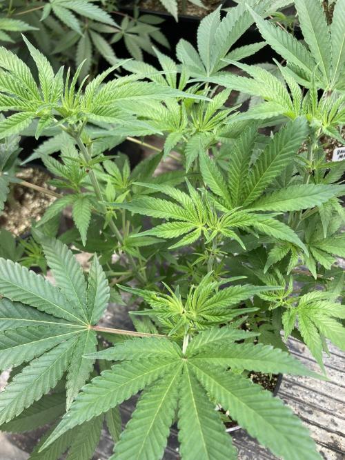 GasQuake (In House Genetics). Week 10