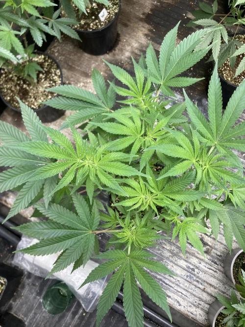 Gasquake. Week 10