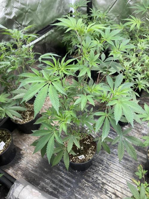 Windu (Wizard Trees). Week 10