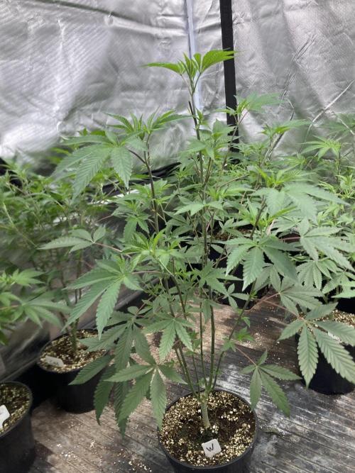 Windu (Wizard Trees). Week 10