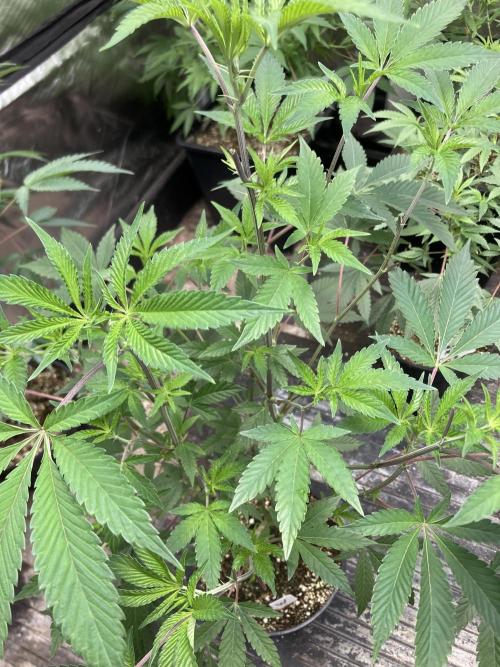 Windu (Wizard Trees). Week 10