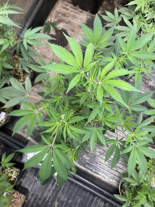 Windu. Week 10