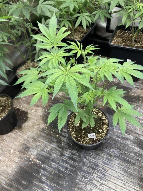 Jelly Breath S1. Week 10