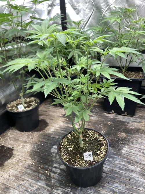 Jelly Breath S1. Week 10