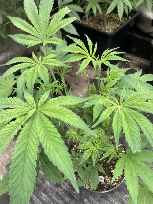 Jelly Breath S1. Week 10
