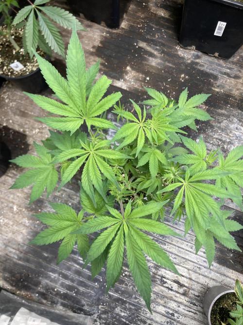 Jelly Breath S1. Week 10