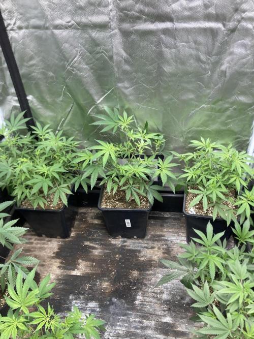White Rhino (Green House Seeds). Week 10