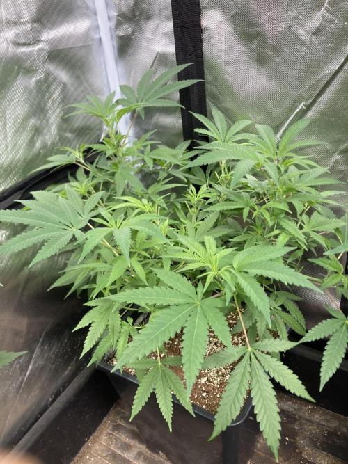 White Rhino (Green House Seeds). Week 10