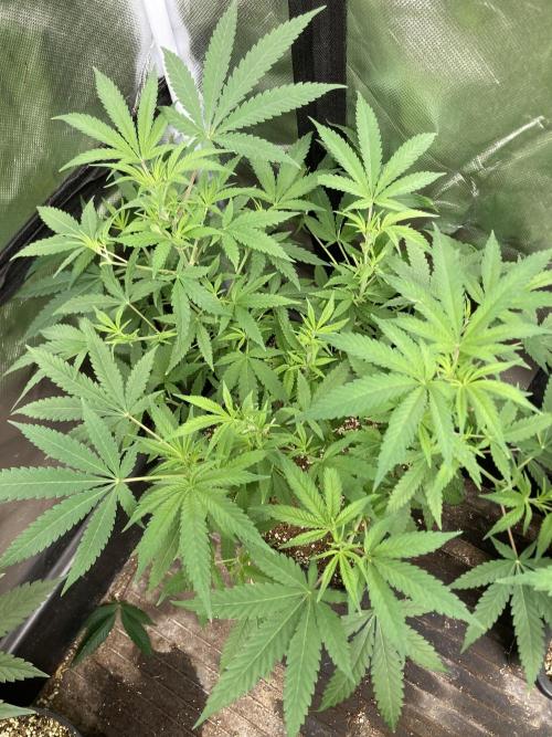 White Rhino (Green House Seeds). Week 10